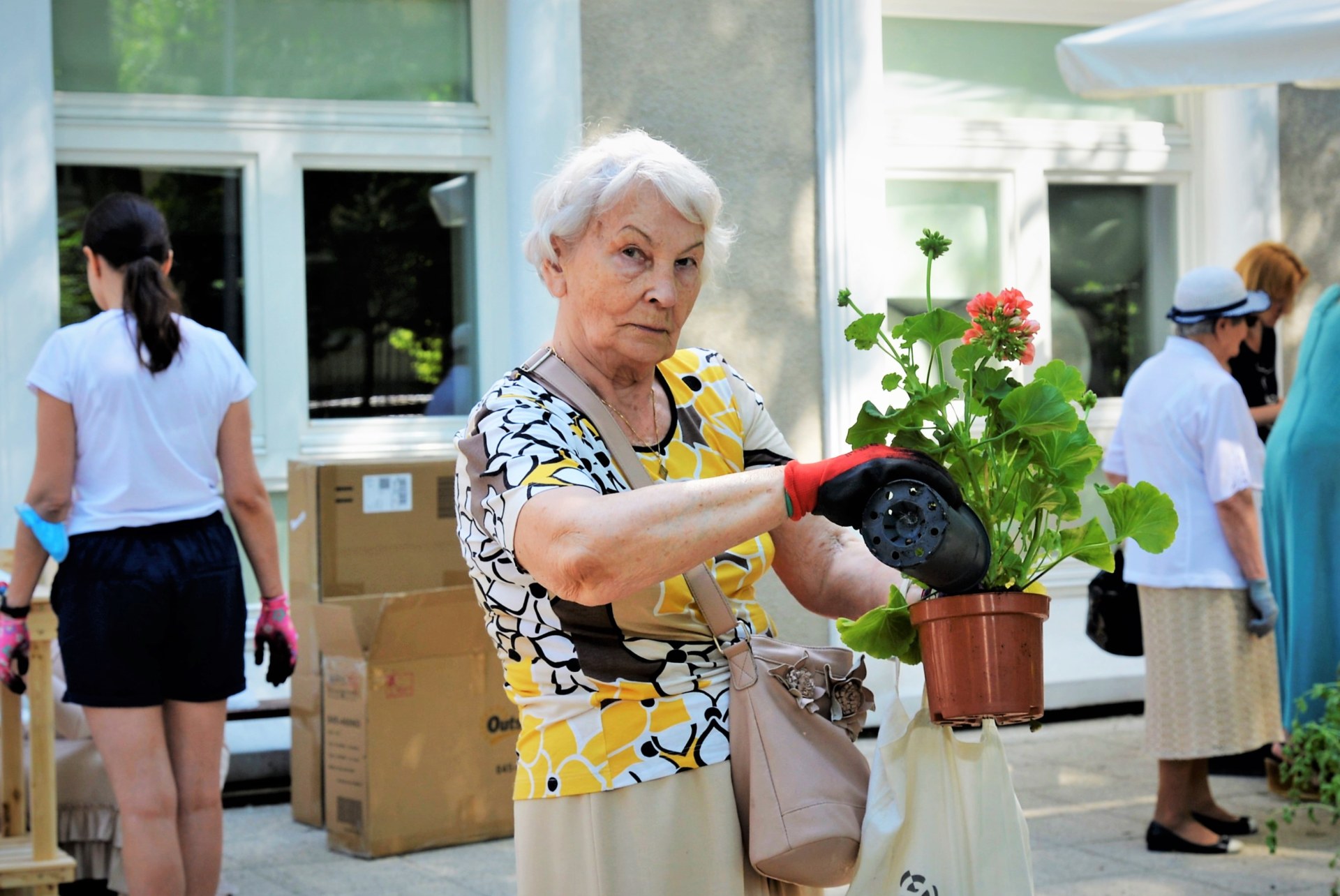 Starsza kobieta sadzi pelargonię w doniczce