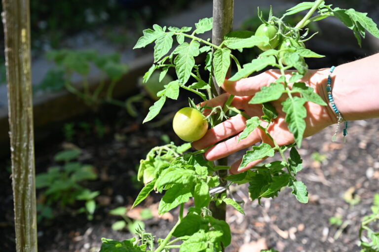 Zdjęcie przedstawia pomidora rosnącego na krzaku.